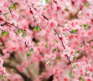 Japonya'nın En Güzel 10 Kasabası